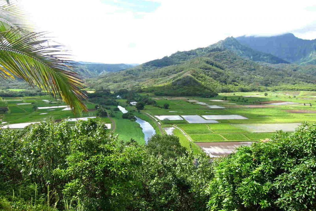 Campo verde, Isla de Kauai