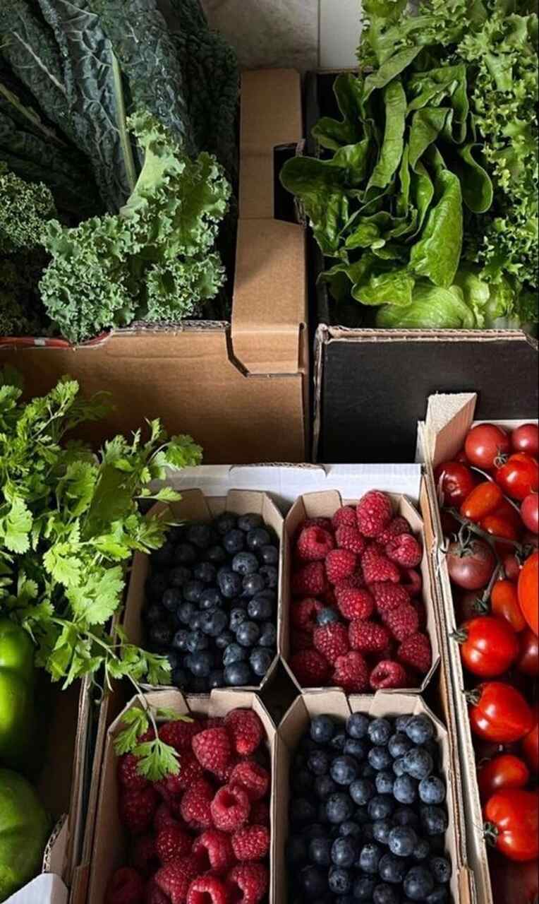 Polifenoles, dieta, alimentos, antienvejecimiento