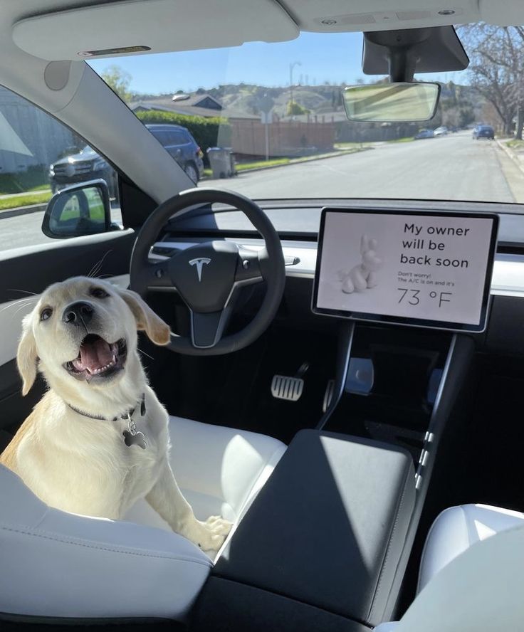modo perro tesla