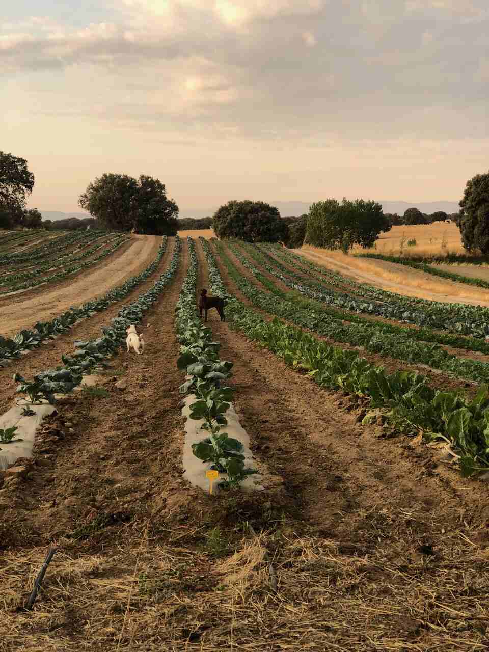 dehesa el milagro
