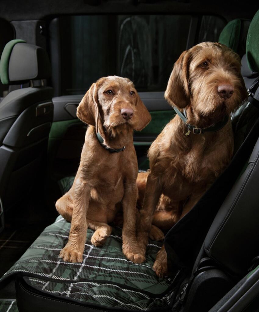 Transportar mascotas