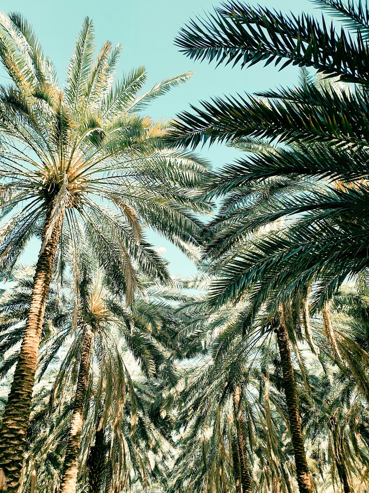 Arabia Saud&iacute;, desierto