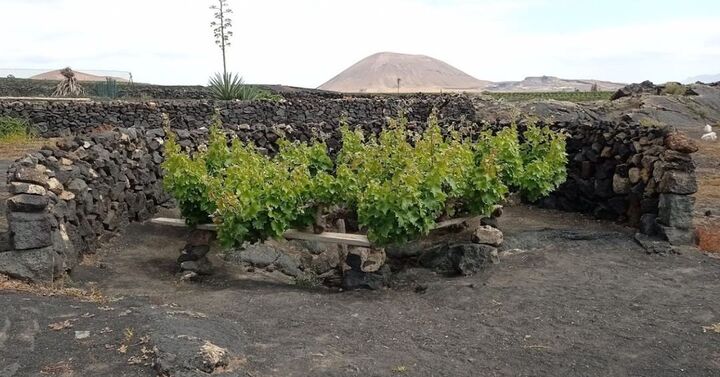 El Grifo Lanzarote, vi&ntilde;edos Lanzarote