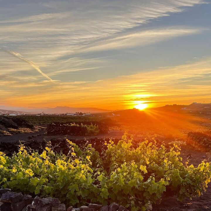 El Grifo Lanzarote, vi&ntilde;edos Lanzarote