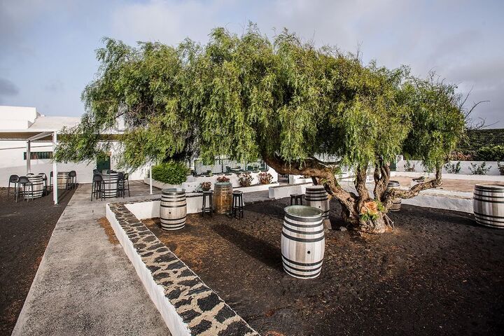 El Grifo Lanzarote, vi&ntilde;edos Lanzarote