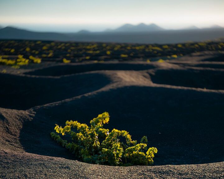 El Grifo Lanzarote, vi&ntilde;edos Lanzarote