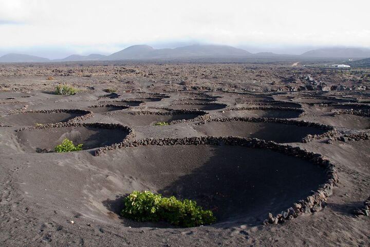 El Grifo Lanzarote, vi&ntilde;edos Lanzarote