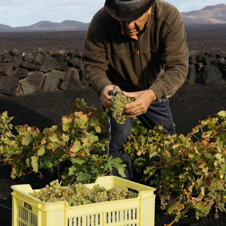 El Grifo Lanzarote, vi&ntilde;edos Lanzarote
