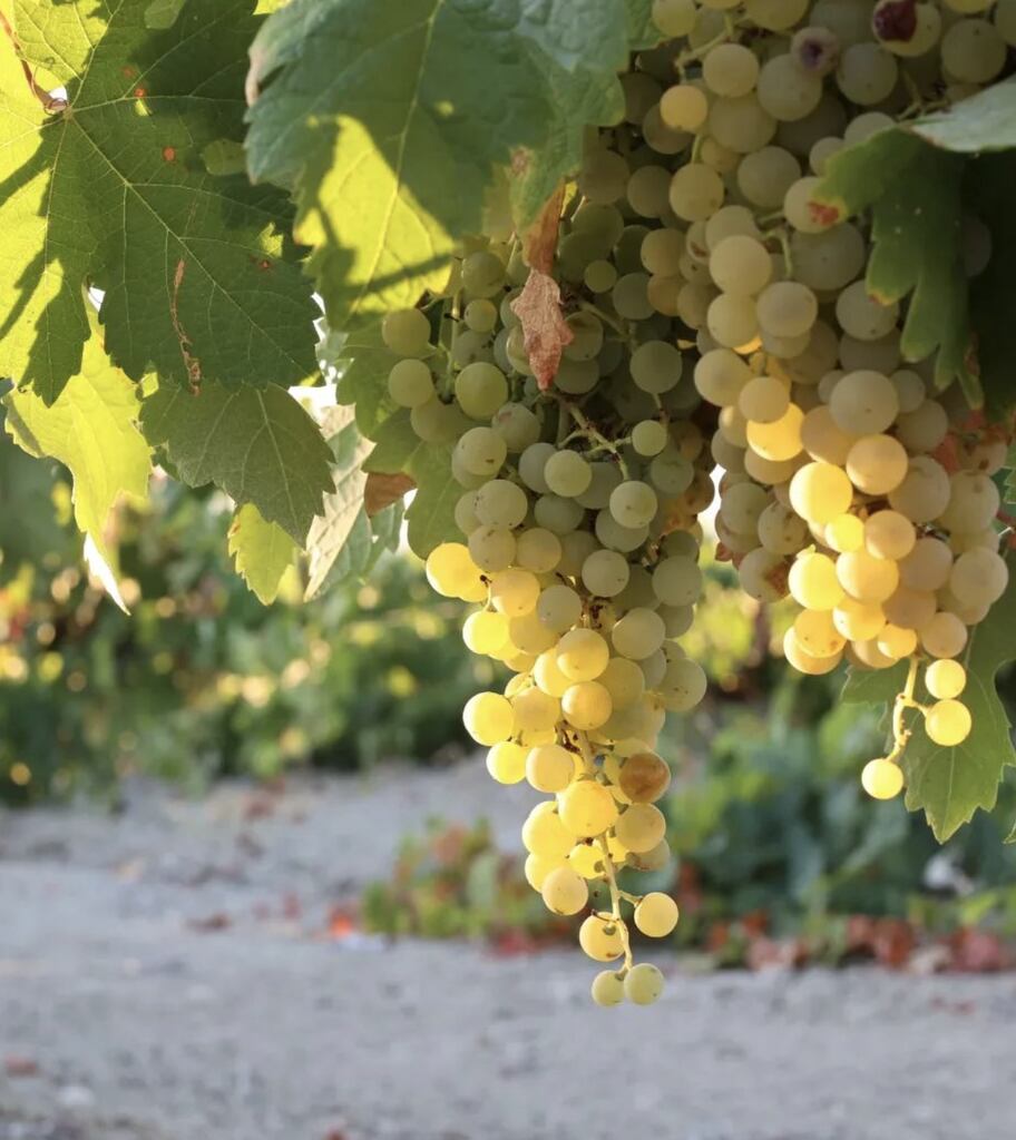 Festivales verano, vino