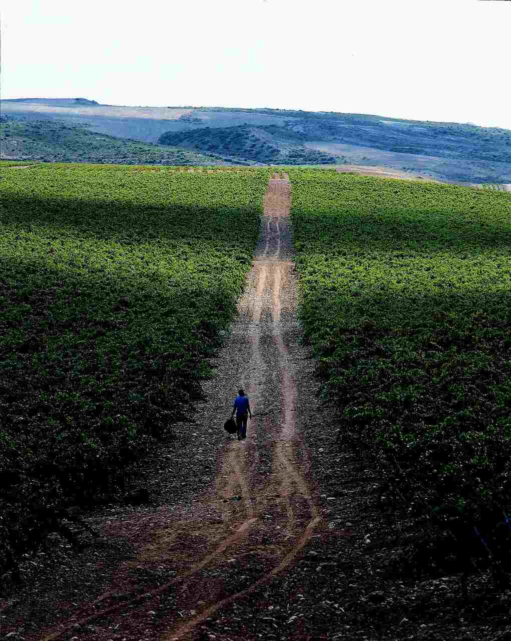 Vi&ntilde;edo, Bar&oacute;n de Ley