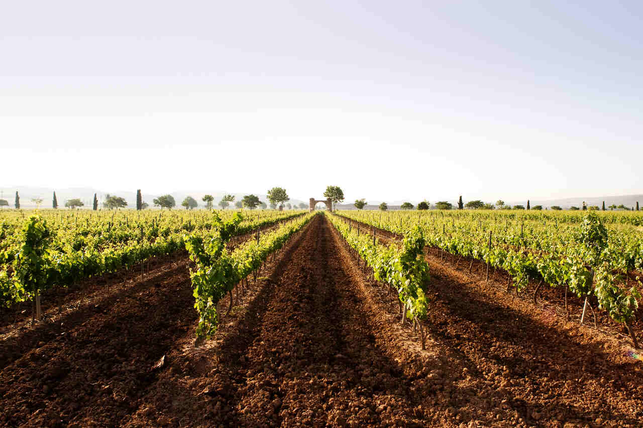Vi&ntilde;as Bar&oacute;n de Ley, La Rioja