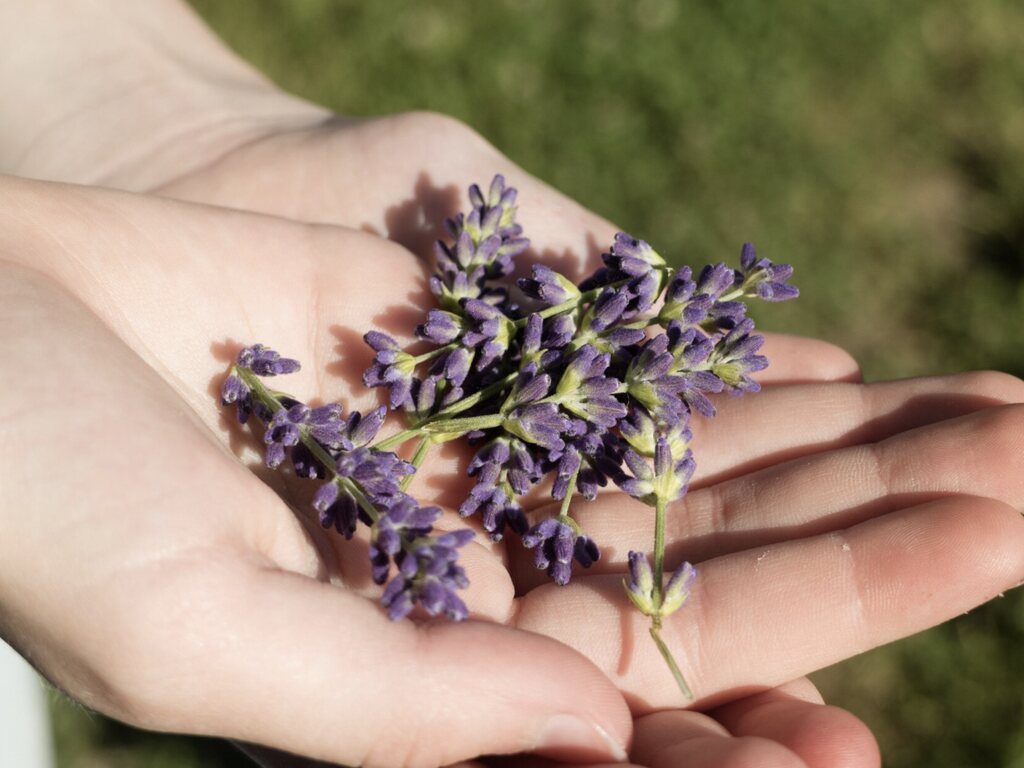 Lavanda