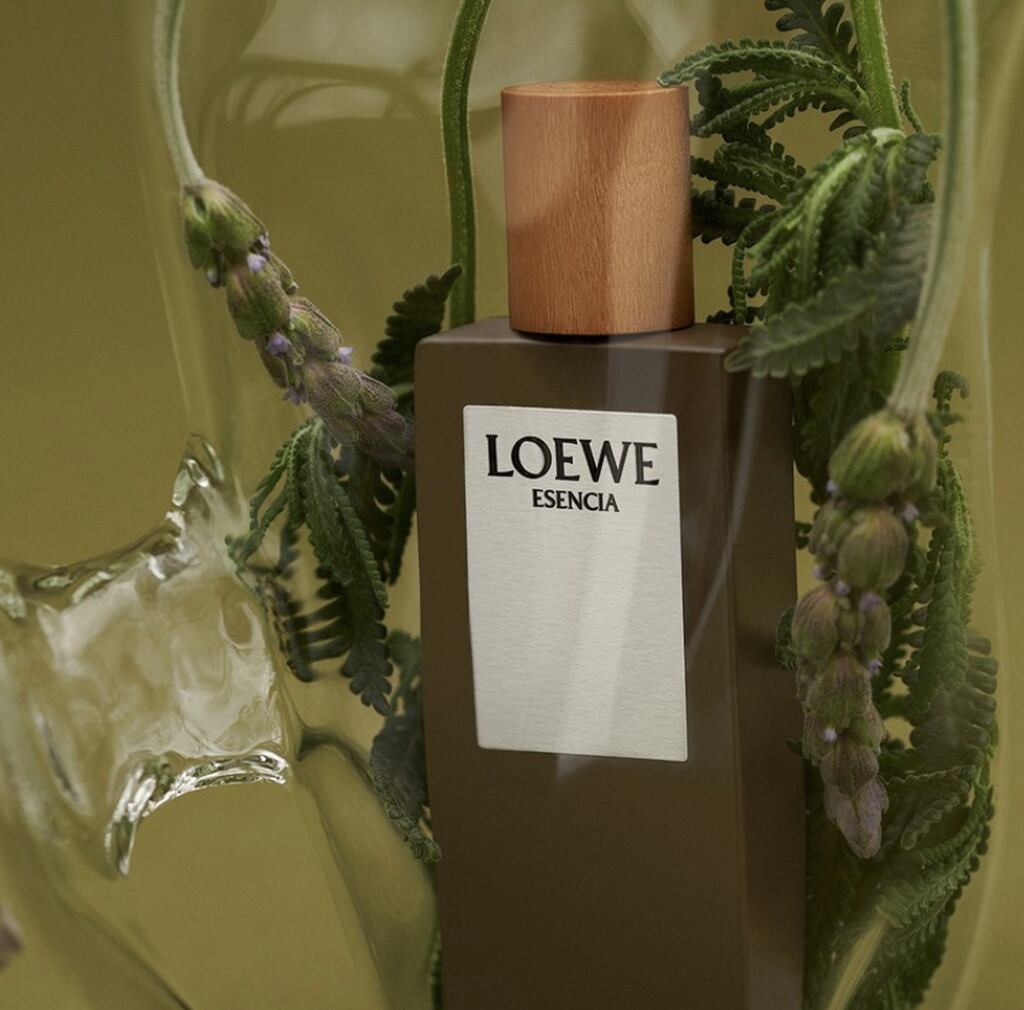 Lavanda, Loewe