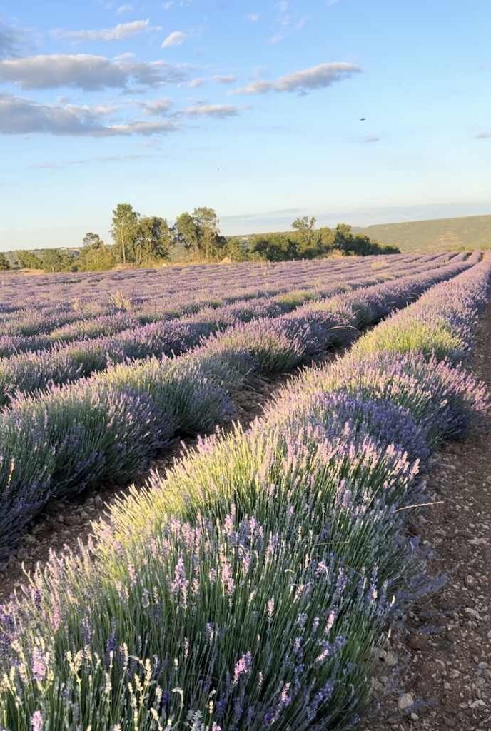 Lavanda, Brihuega