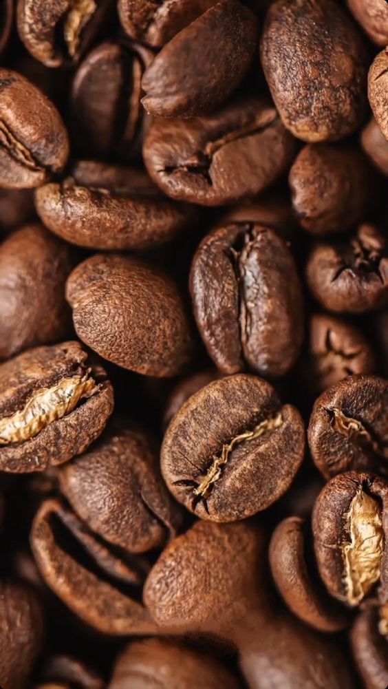 caf&eacute;, illy, granos de caf&eacute;, planta del caf&eacute;