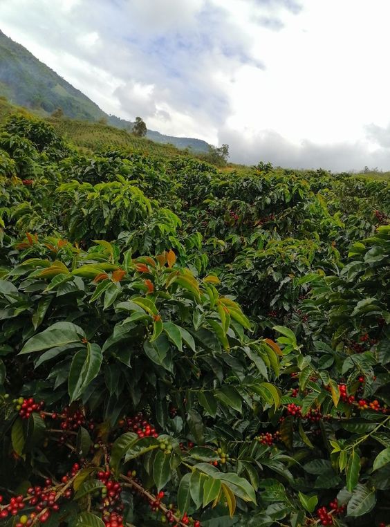 caf&eacute;, illy, granos de caf&eacute;, planta del caf&eacute;