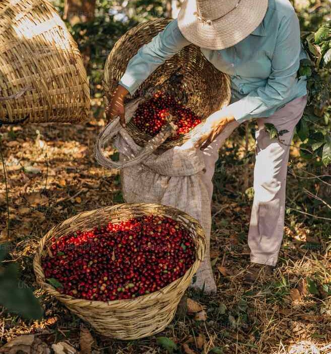 Bayas Goji, Valle del Jerte, cosm&eacute;tica natural