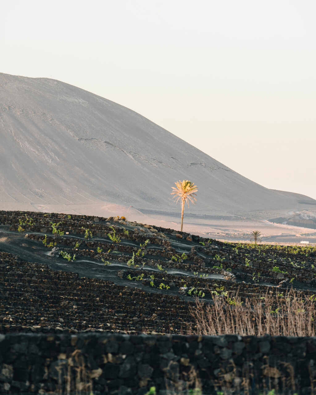 bodega lanzarote vinos