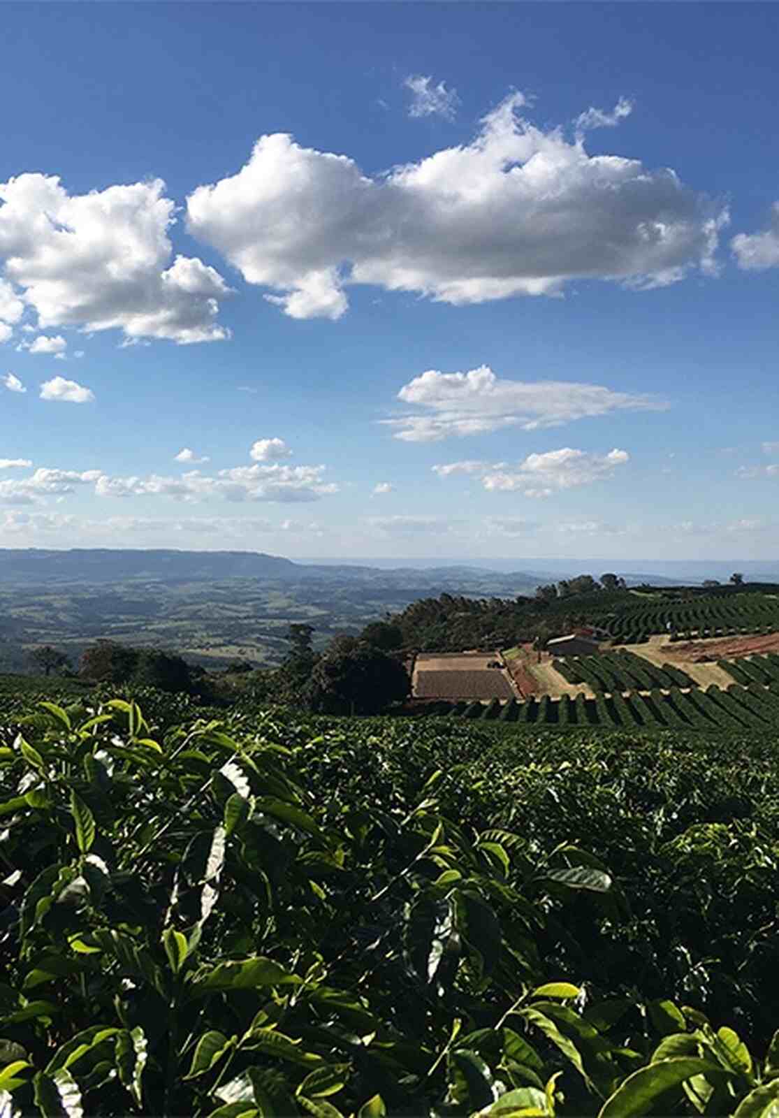 Campos granos en Brasil