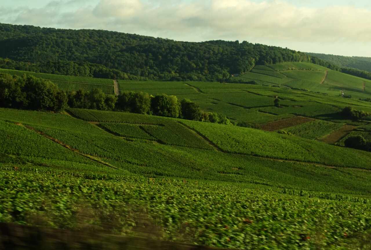 vendimia maison bollinger
