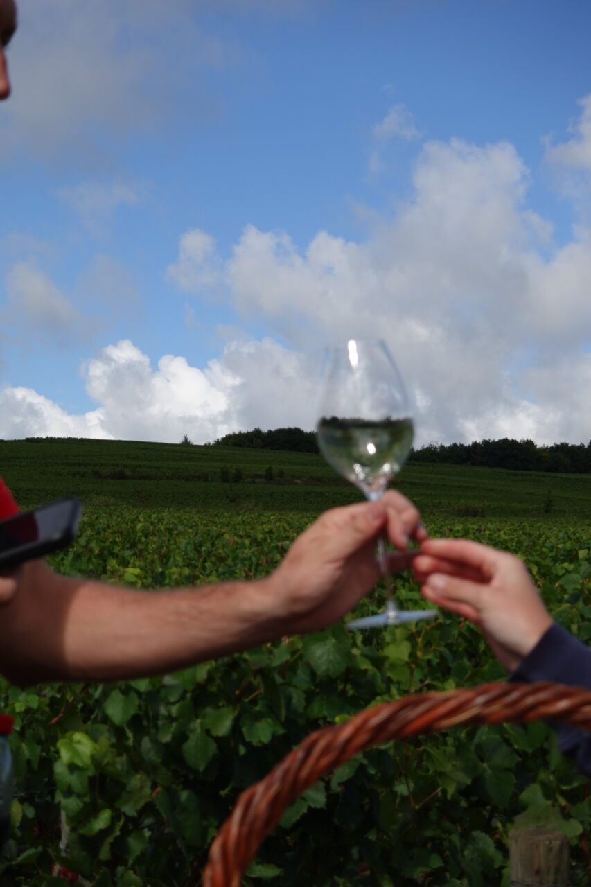 vendimia maison bollinger