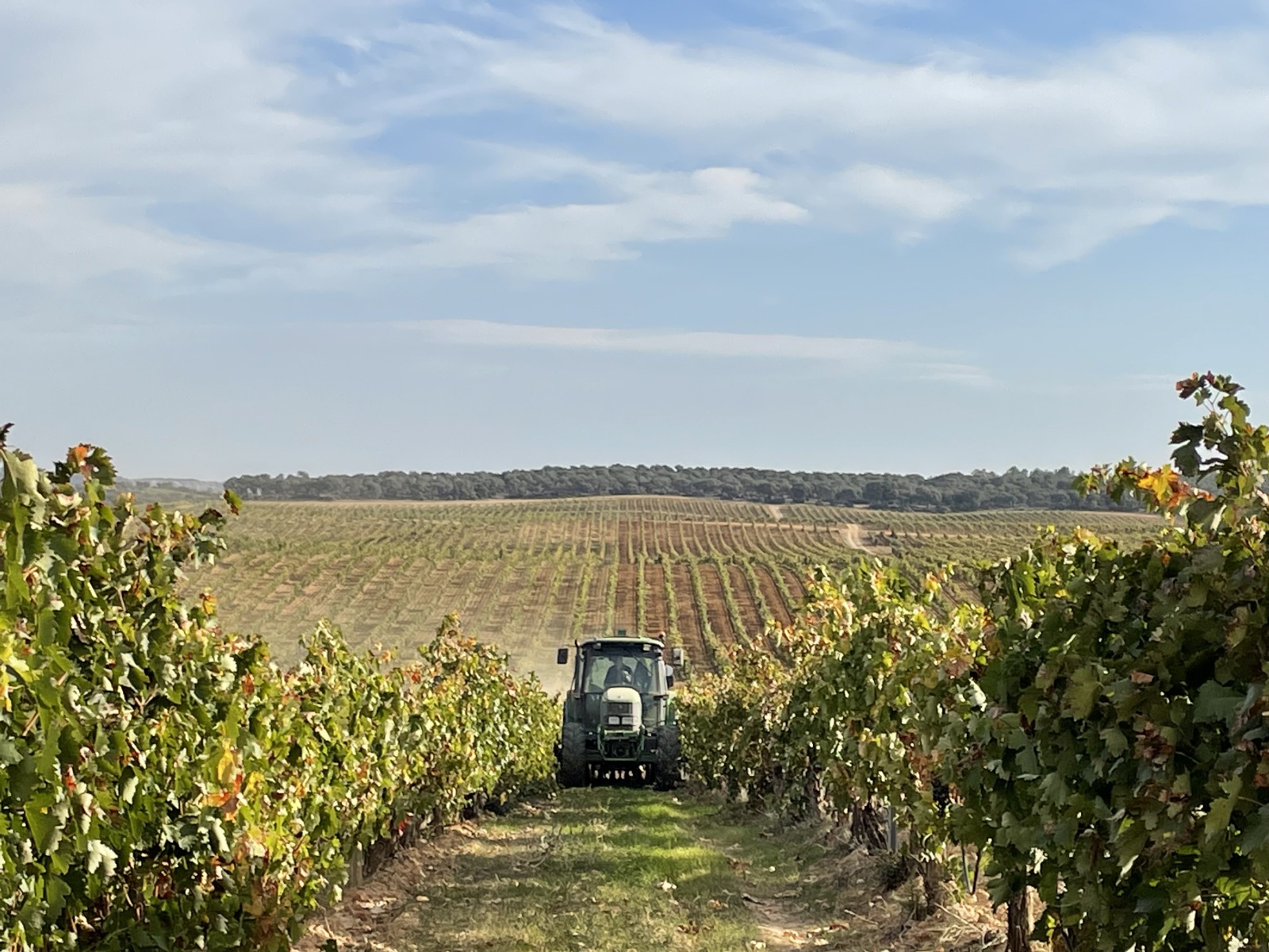 vendimia ribera del duero