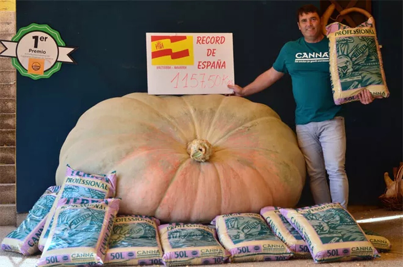 Calabaza, Halloween