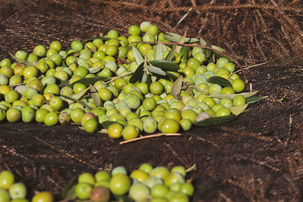 aceituna