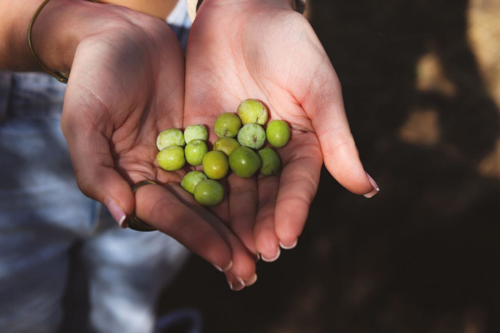 aceituna