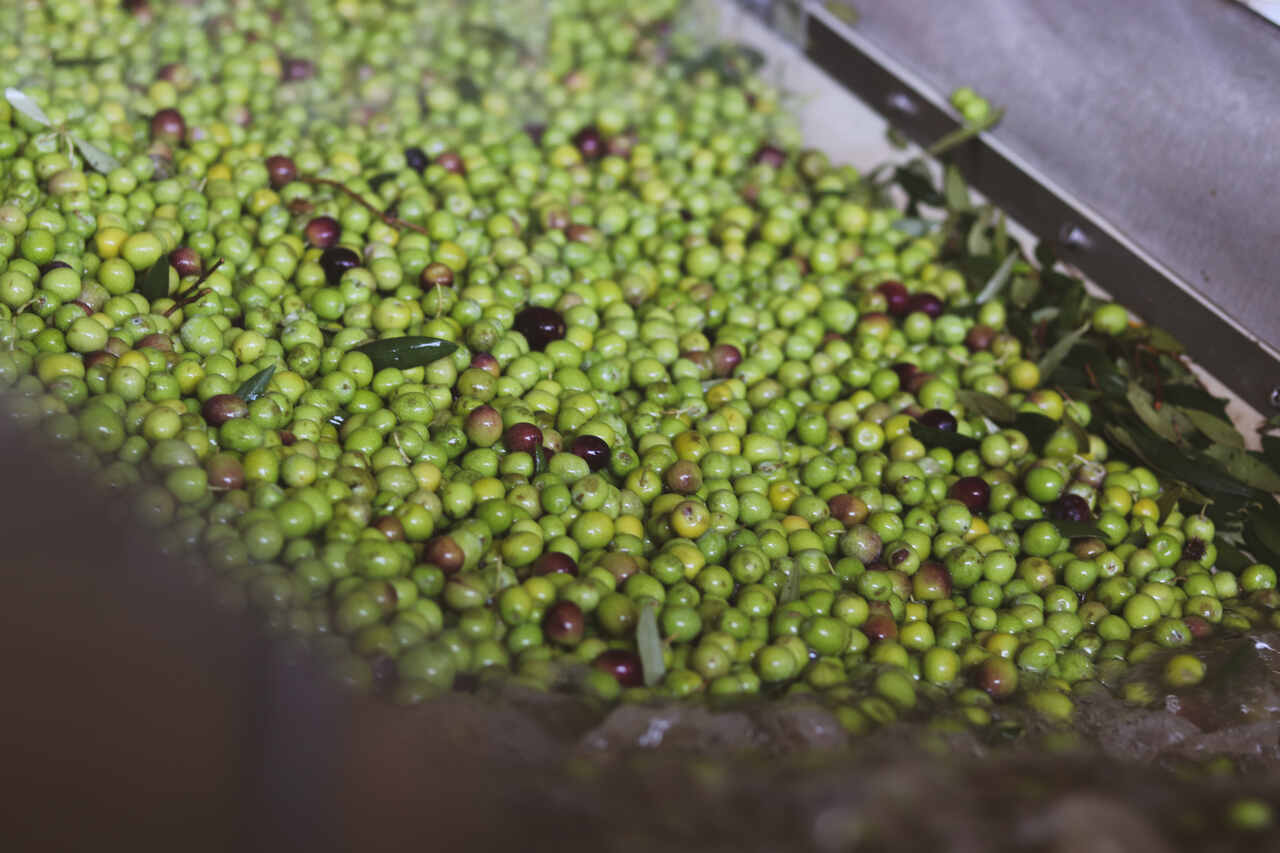 aceituna