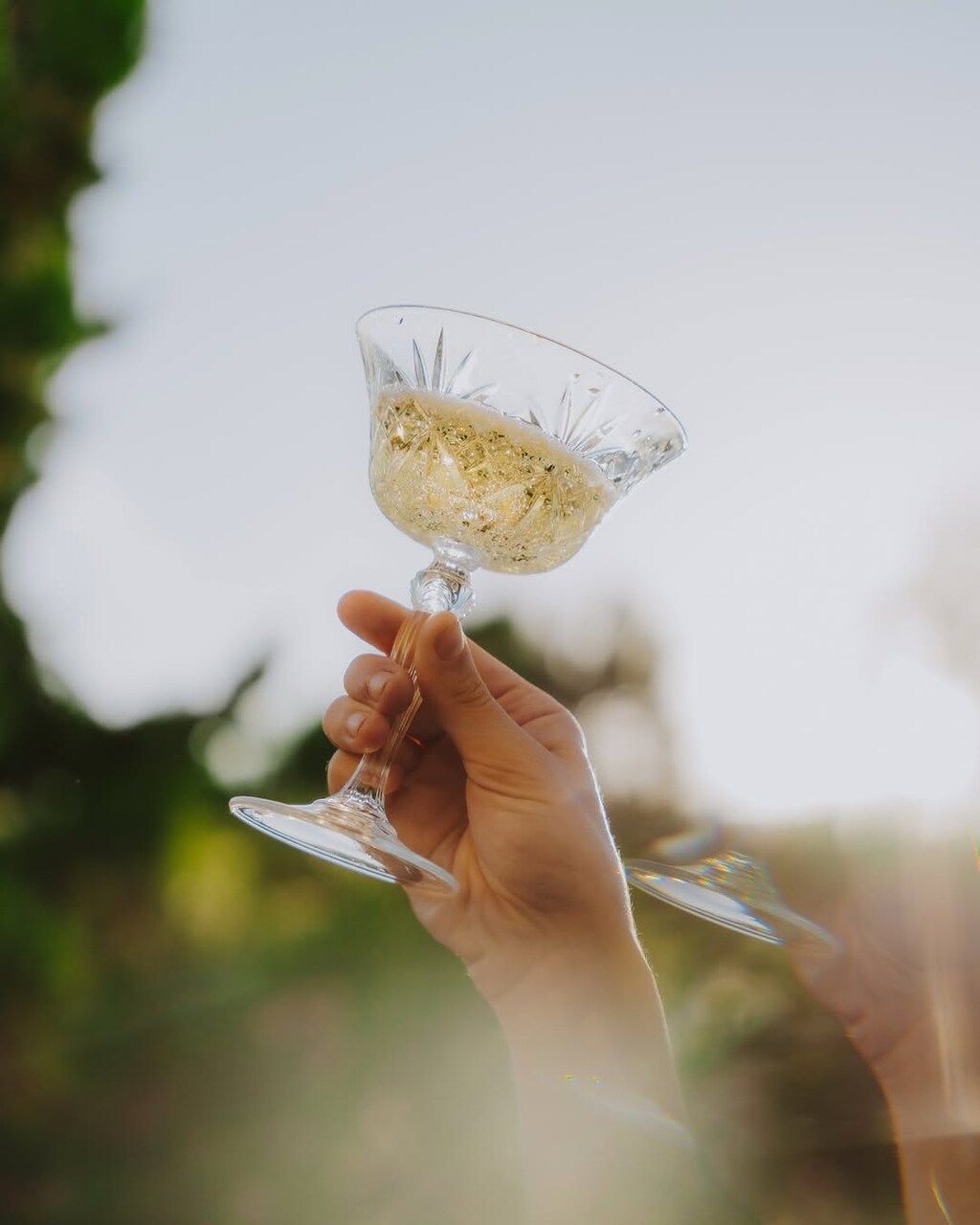codorniu cava