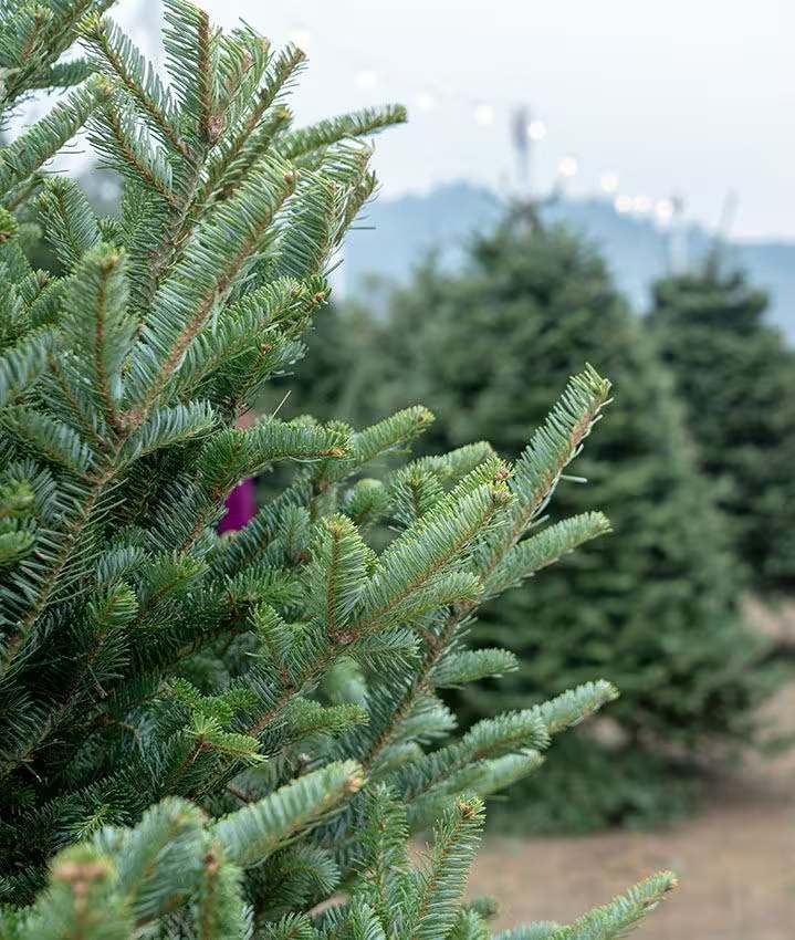 Árbol de Navidad frondoso de Ralph Lauren