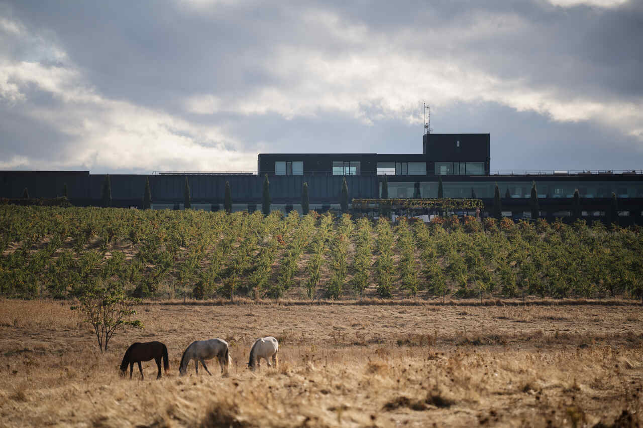 bodegas habla