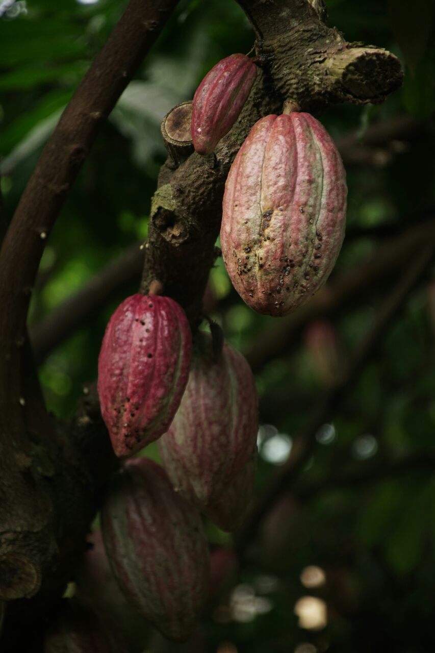 pozol bebida ancestral probióticos