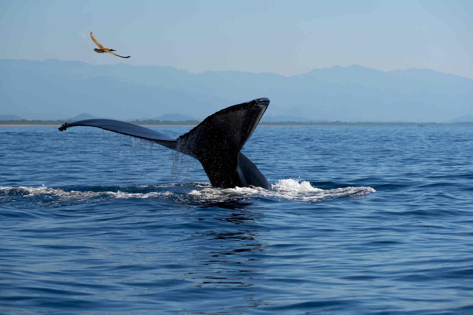 Ballenas en México
