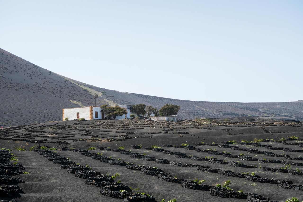paisaje vino Lanzarote
