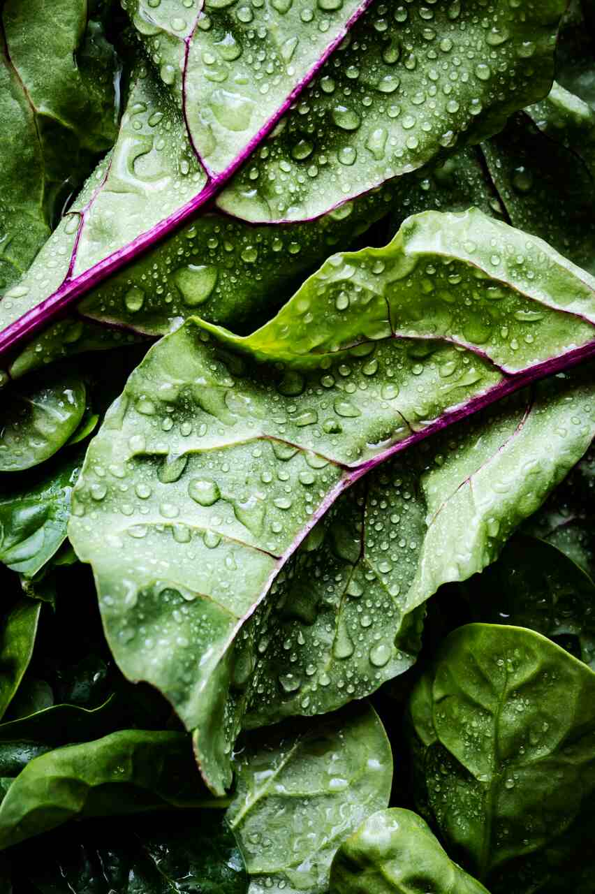 ensalada perfecta