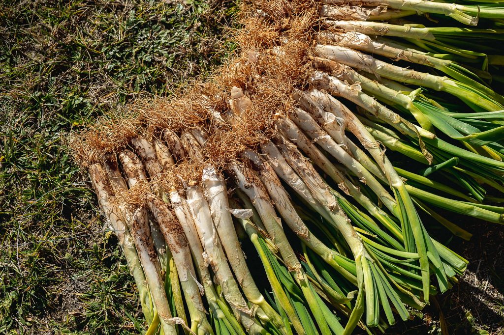 cal&ccedil;ots madrid