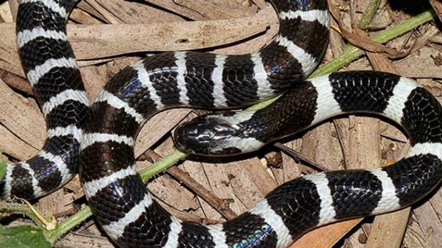 serpiente