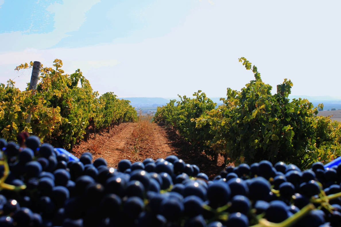 Planes Vendimia Bodega Cepa 21