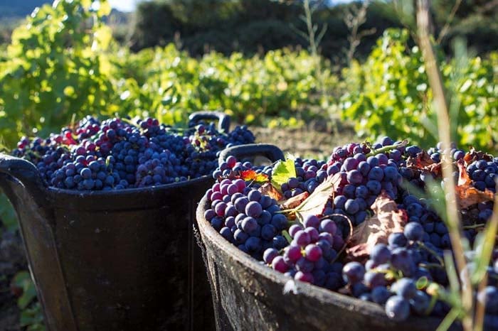 vinos de Madrid rutas enoturismo