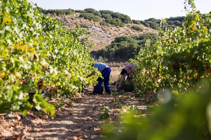 vinos de Madrid rutas enoturismo