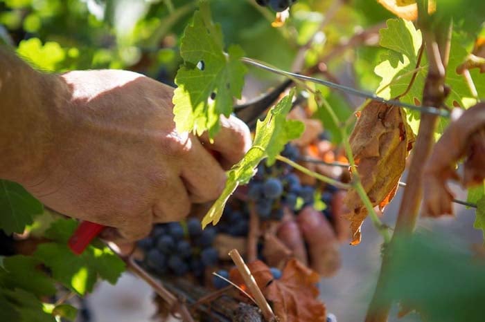 vinos de Madrid rutas enoturismo
