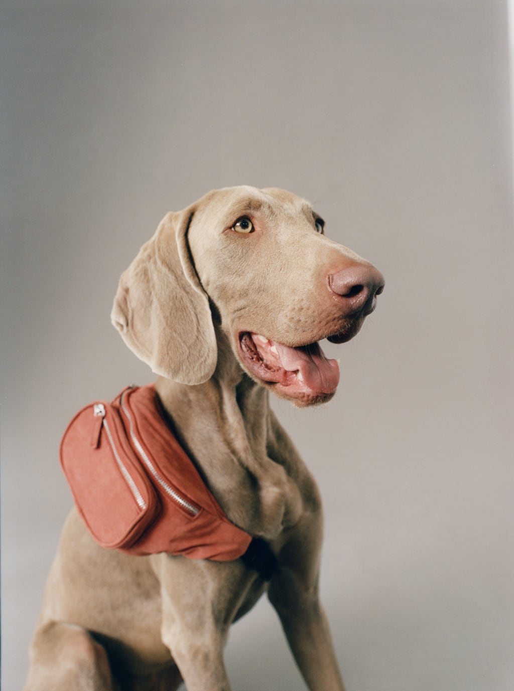 perro zara