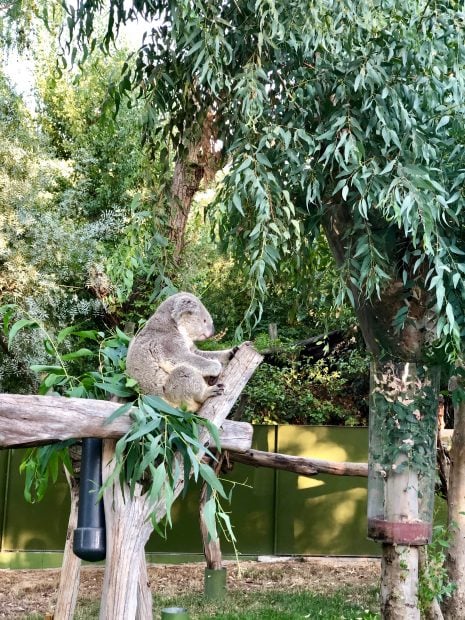 Zoo