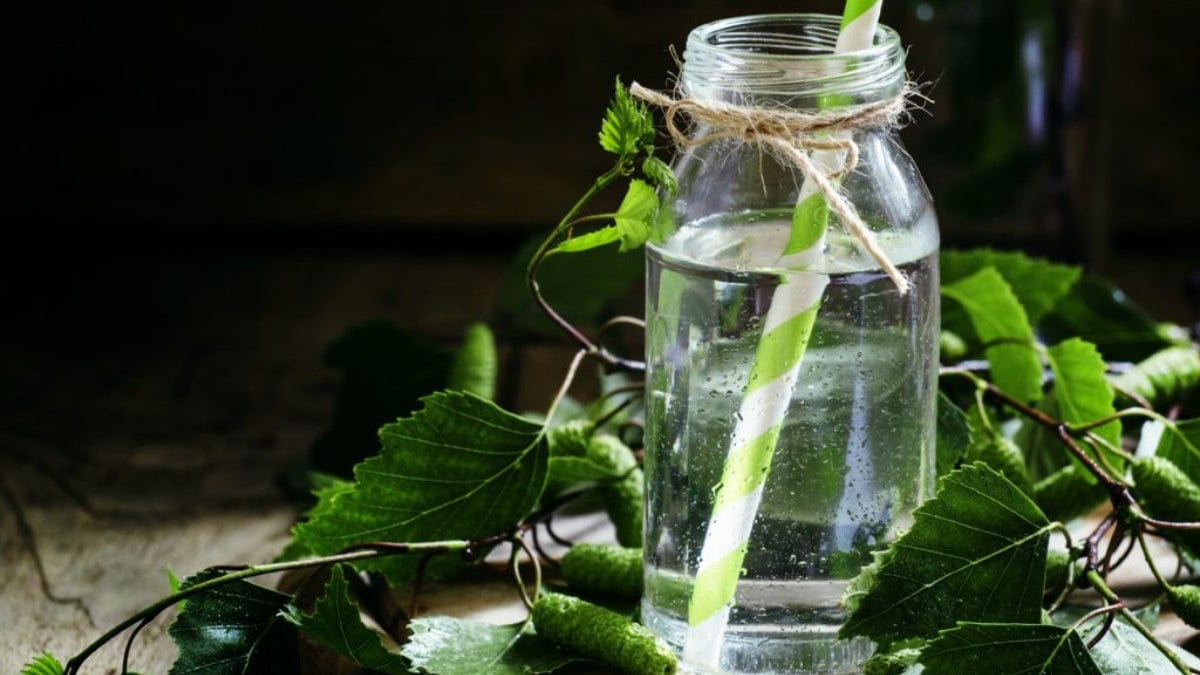 Beneficios del aceite de abedul que debes conocer
