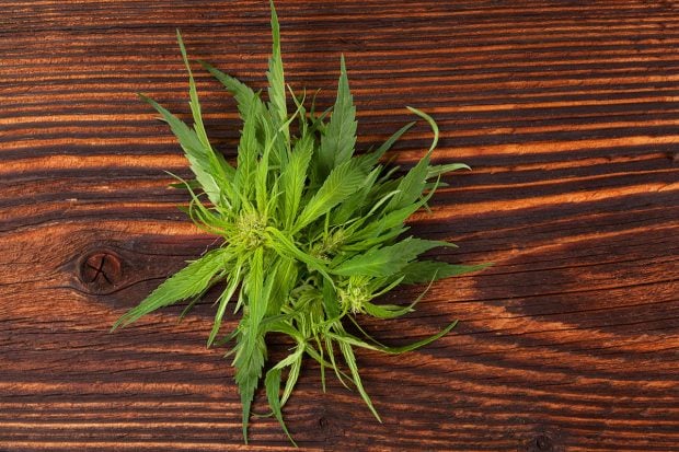 Cannabis beauty