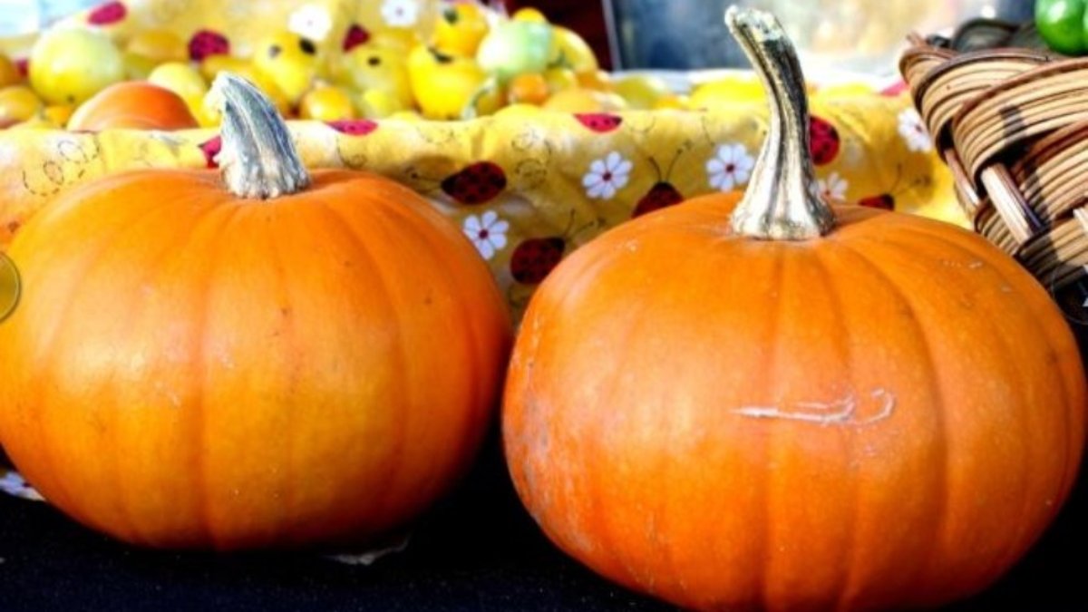 Halloween: lo que debes saber sobre la calabaza, hortaliza de  temporada