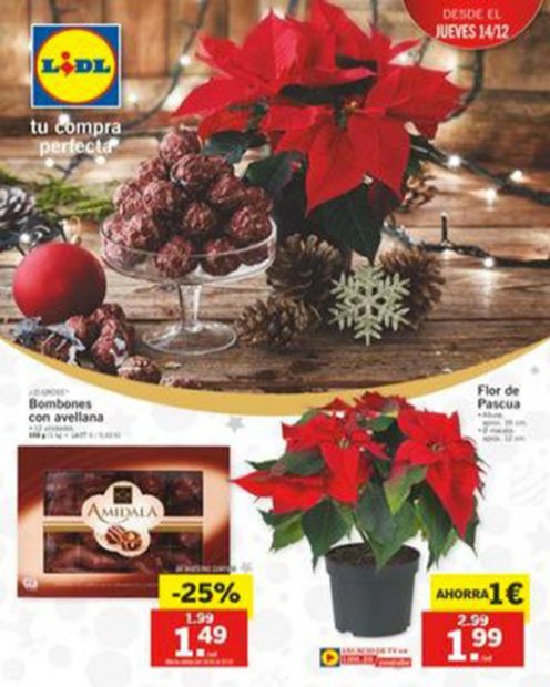 Flor de Pascua de Lidl./Lidl