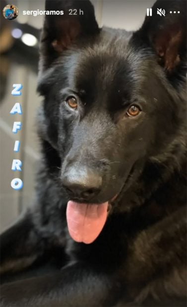Lobo, la nueva mascota de Pilar Rubio y Sergio Ramos./Instagram @sergioramos